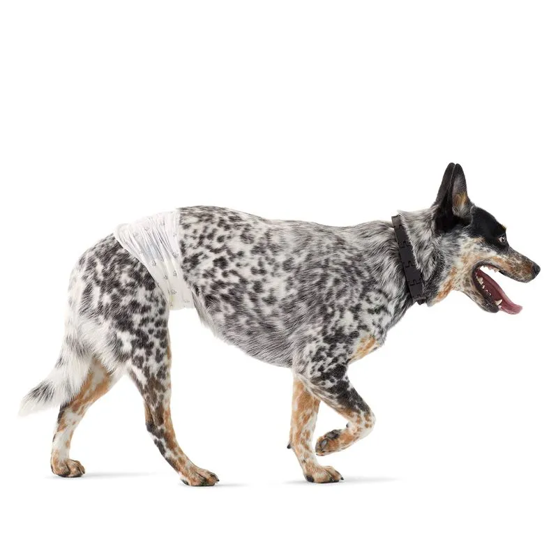 Fraldas Para Cães Amazon Basics Descartáveis Masculinas, Pacote Com 50
