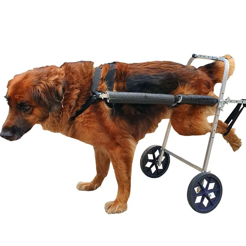 Cadeira De Rodas Para Cachorro Grande Porte De 15 A 30 Kg