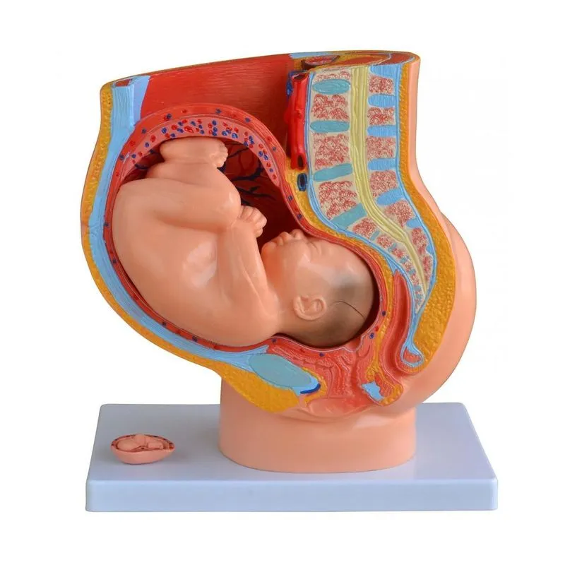 Modelo De Pelve Femina Gravidez 4 Partes - Anatômico