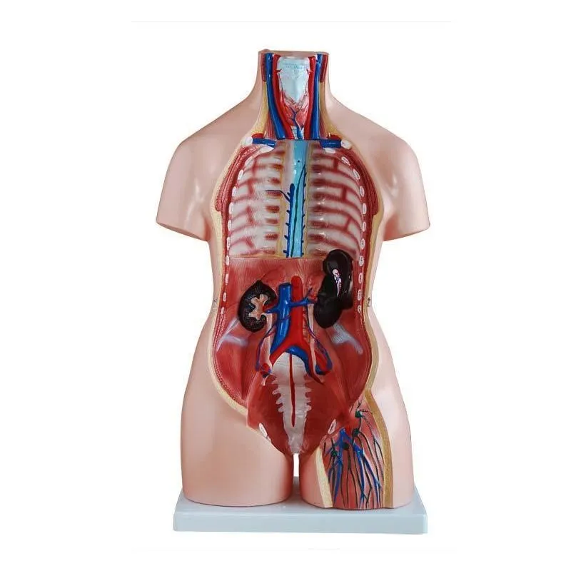 Modelo De Torso 85cm, Unissex - 40 Peças