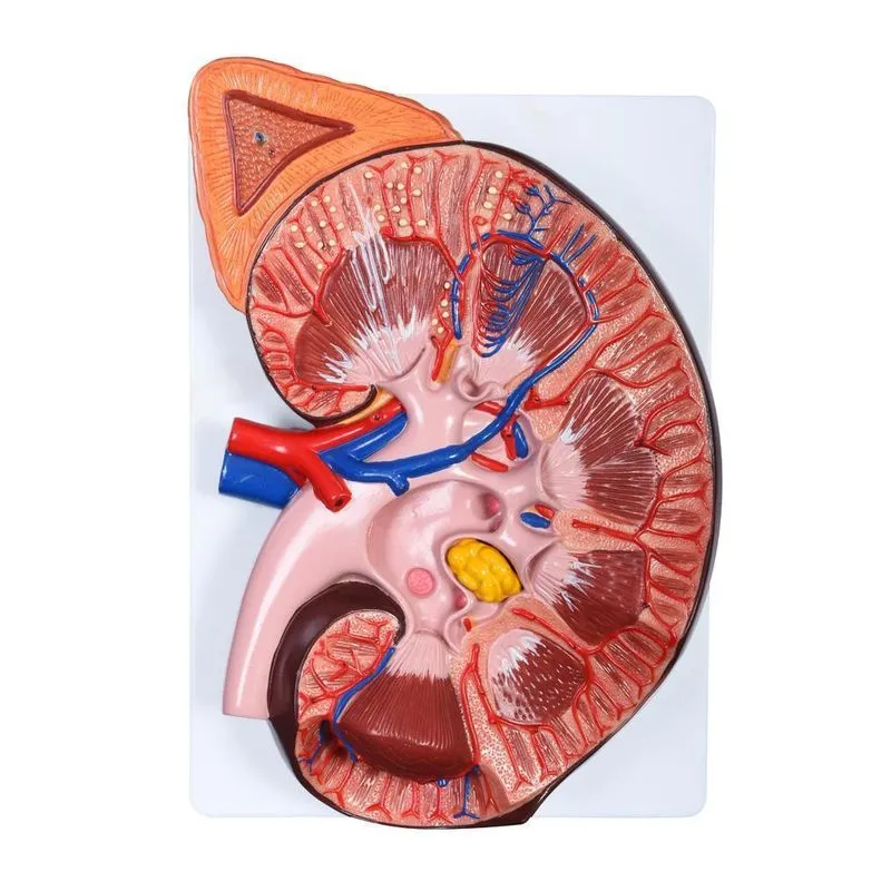 Modelo De Rim Aumentado - 3 Partes Anatomia