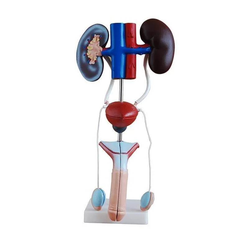 Modelo Do Sistema Urogenital Masculino