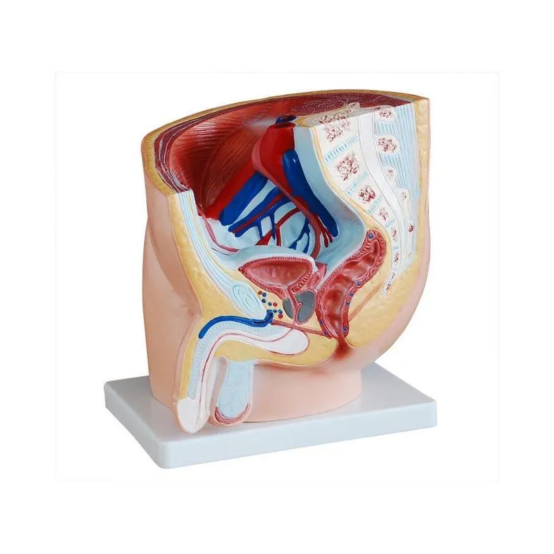 Modelo Da Secção Da Pelvis Humana - Masculino