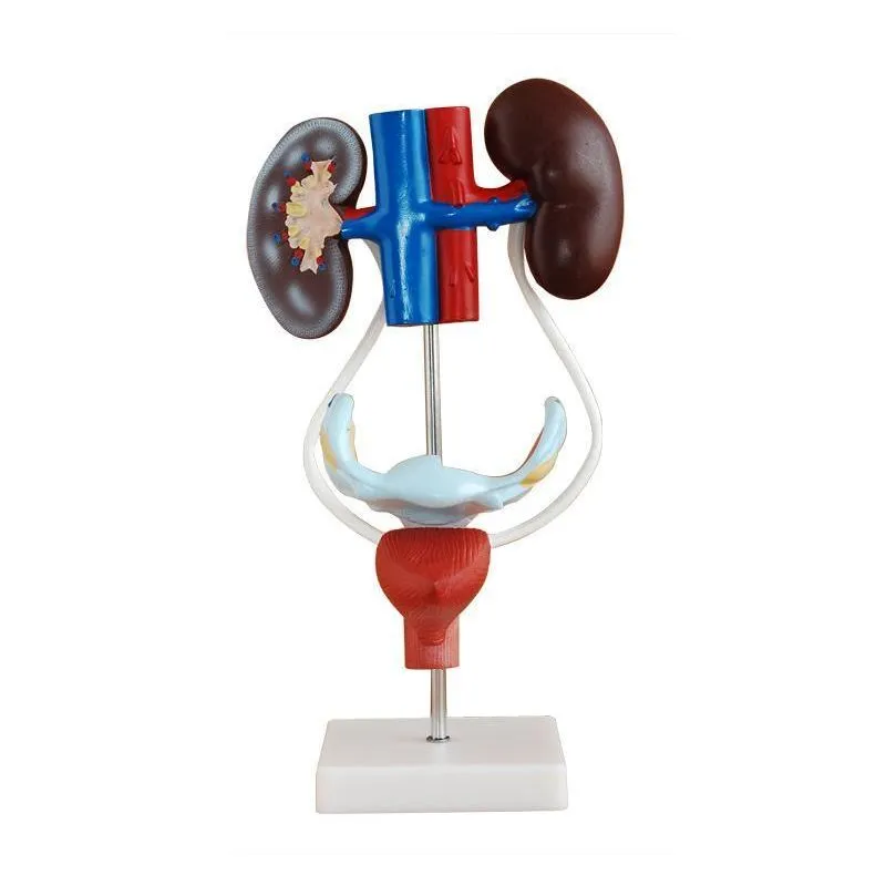 Modelo Do Sistema Urogenital Feminino