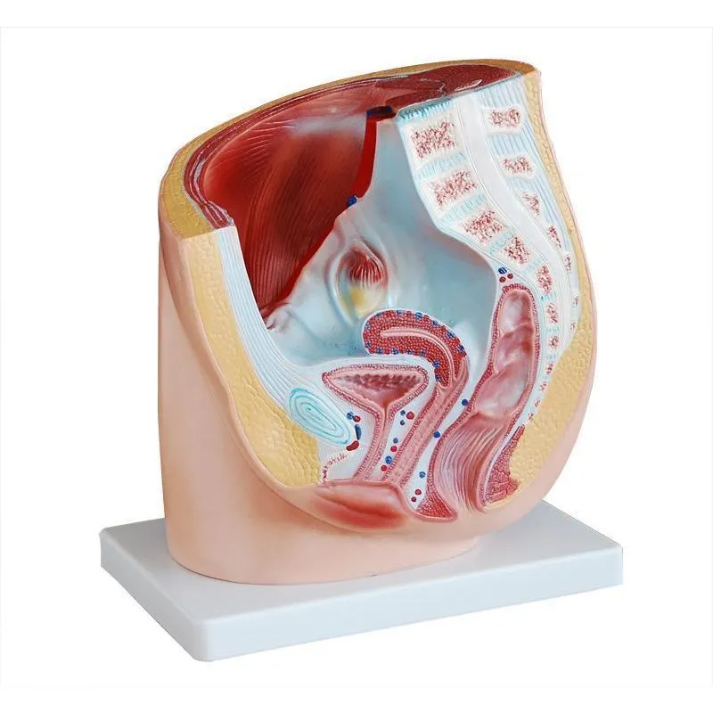 Modelo Da Secção Da Pelvis Humana - Feminina