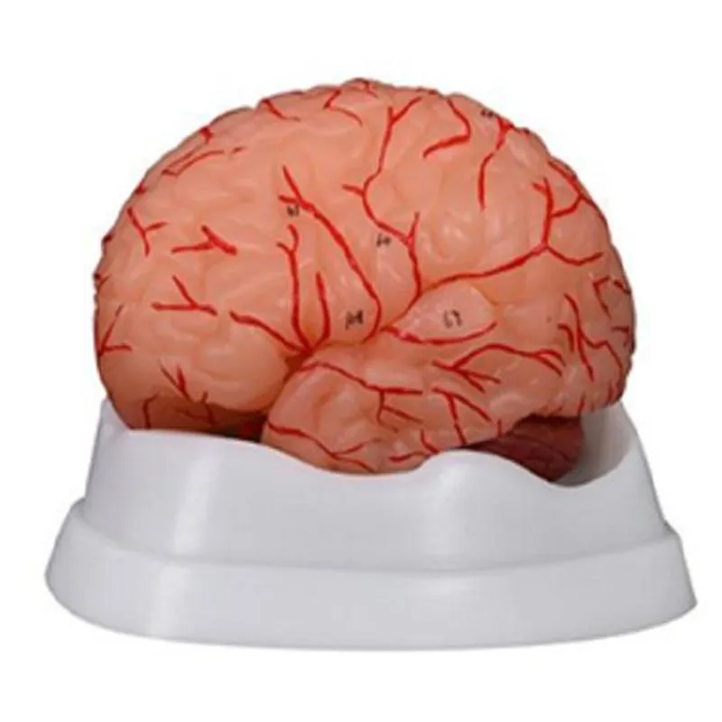 Modelo Dissecção Do Cérebro Humano Com Artérias (9 Peças)