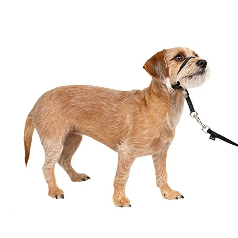 Petsafe Gentle Leader Headcollar, No-pull Dog Collar – Perfect For Leash &amp; Harness Training – Impede Animais De Puxar E Engasgar Em Cami