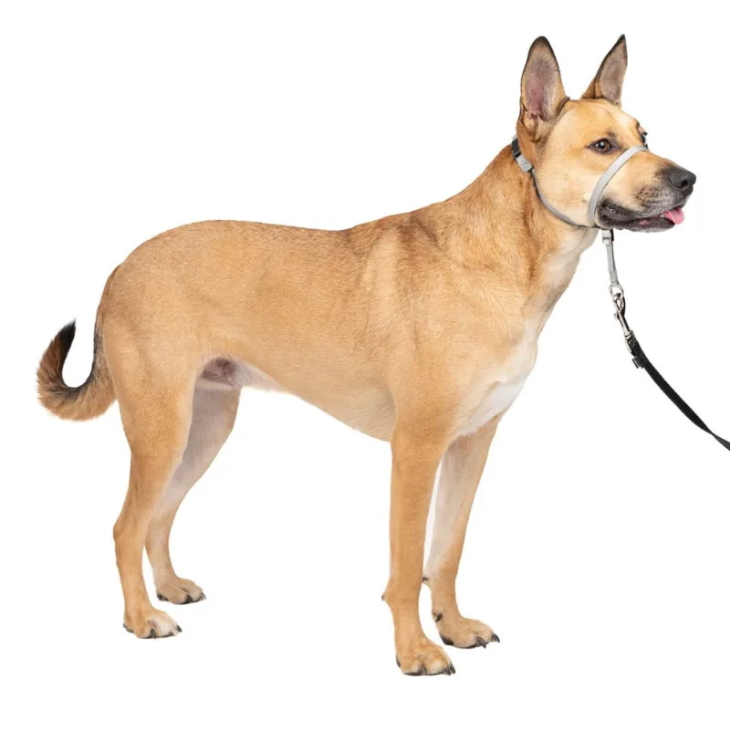 PetSafe Gentle Leader Headcollar, No-Pull Dog Collar – Perfect for Leash & Harness Training – impede animais de puxar e engasgar em caminhadas – Médio, Prata