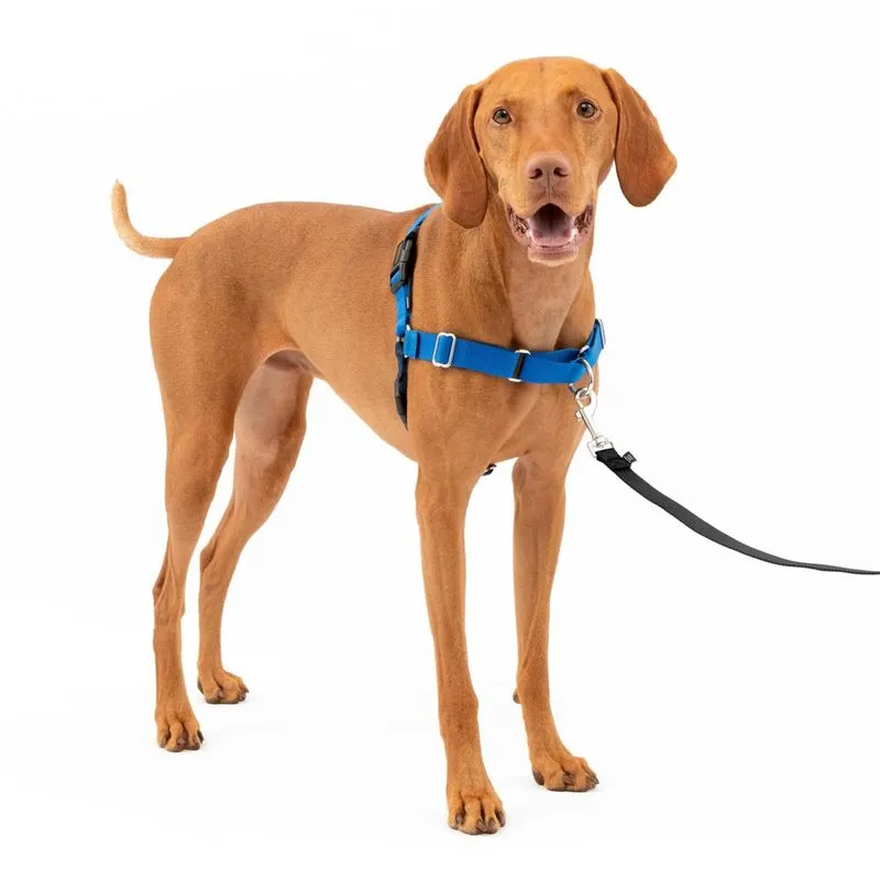 PetSafe Easy Walk Dog Harness, Sem Arnês Pull Dog, Royal Blue/Navy Blue, Médio (066938)