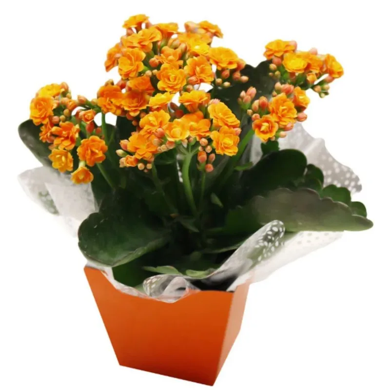 Flor Calandivas Especial P15 Holambelo