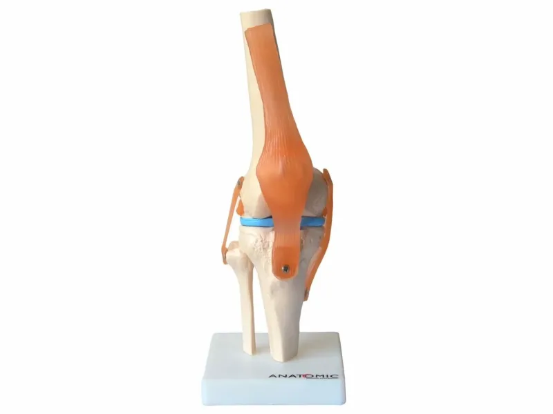 Articulação do Joelho com Ligamentos TGD-0164-C - Anatomic