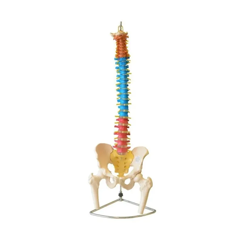 Coluna Vertebral Flexivel Colorida 90CM TGD-0148-C - Anatomic