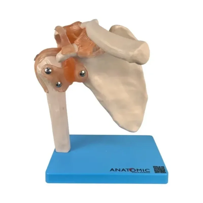 Articulação do Ombros com Ligamentos TGD-0160-C - Anatomic