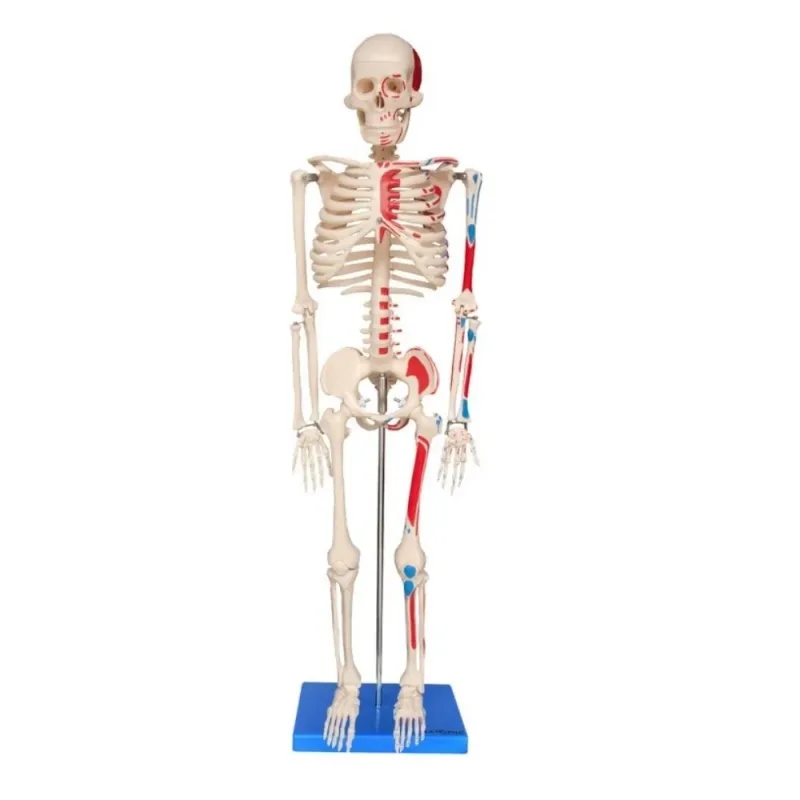Esqueleto 85 CM Articulado Inserções Musculares TGD-0112-AN - Anatomic