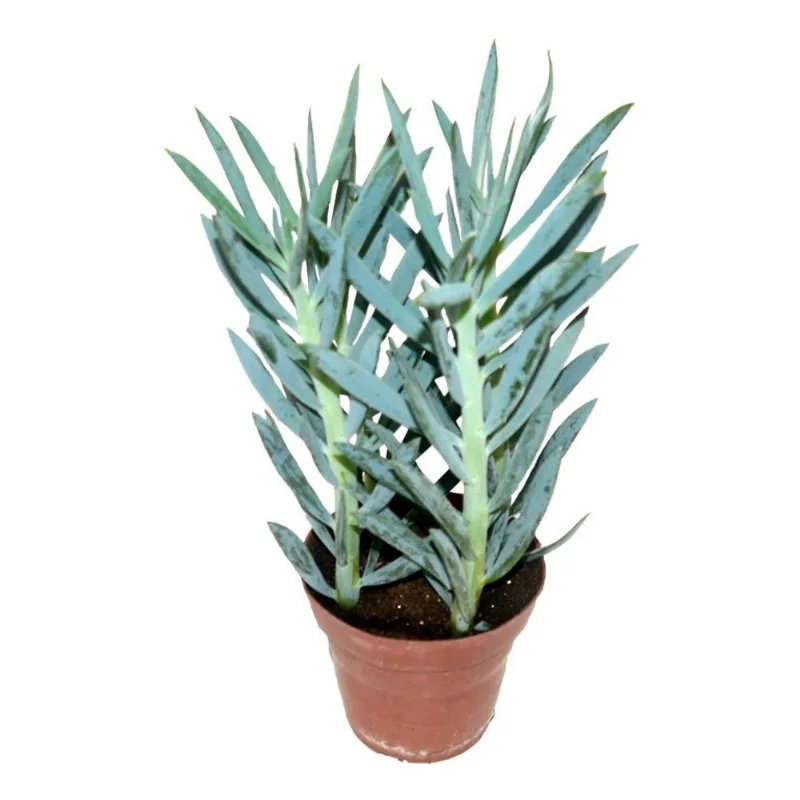 Suculenta Senecio Azul 1 Muda Coleção Serpens