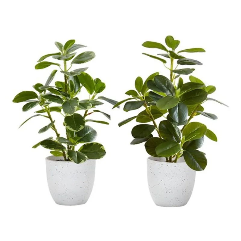 Monarch Specialties 14-in Tall Indoor Decorative Artificial Ficus Set of 2 in White Pots