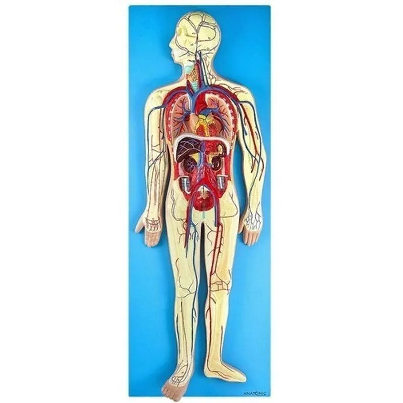 Sistema Circulatório Em Prancha, Anatomia