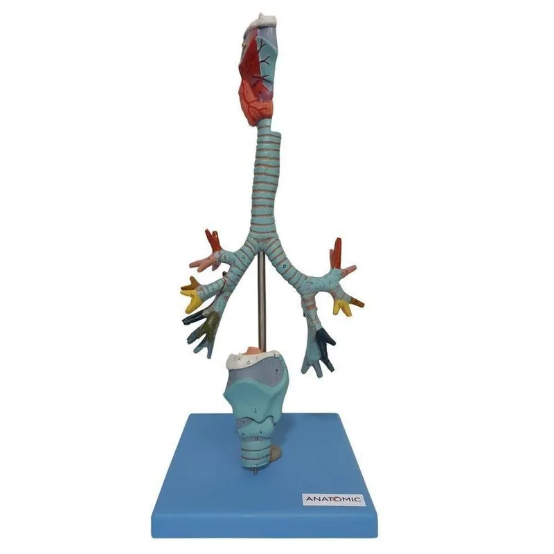 Traqueia , Laringe E Árvore Brônquica, Anatomia
