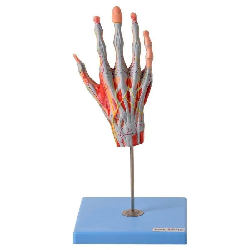 Mão Muscular Principais Nervos e Vasos Anatomia