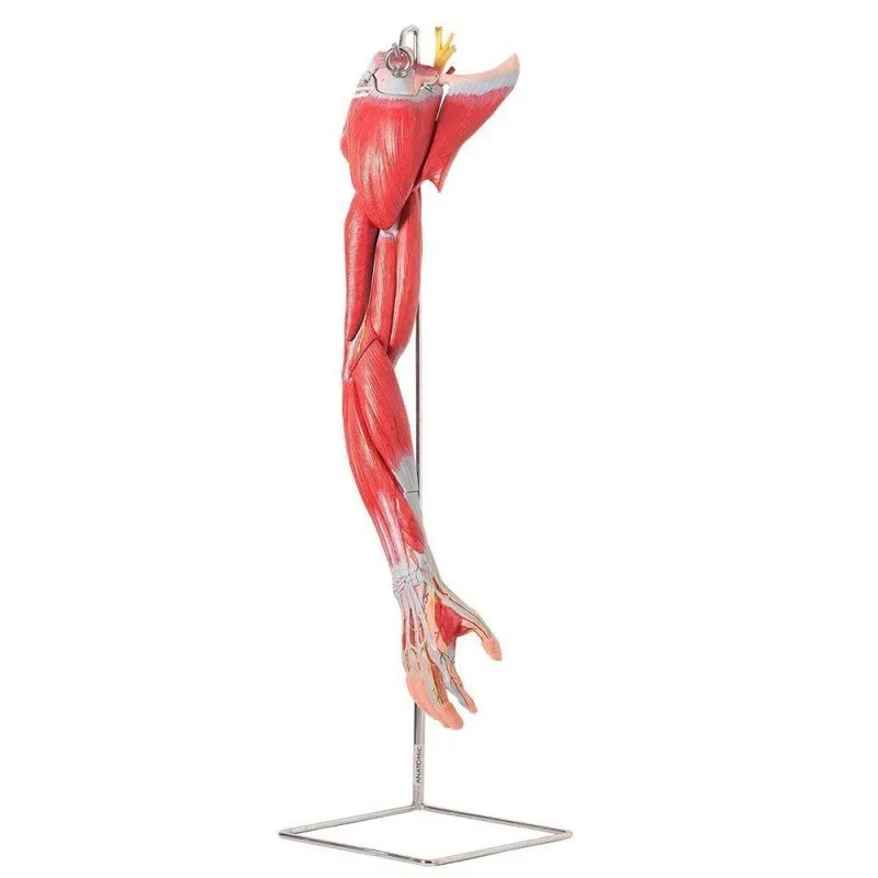 Braço Músculos Principais Vasos e Nervos em 6 Pts Anatomic