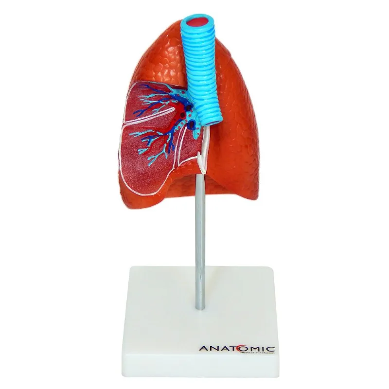 Pulmão Humano c/ Traqueia e Placa Explicativa Anatomia