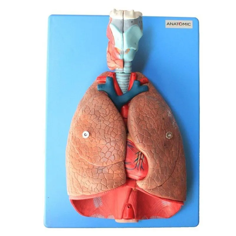 Sistema Respiratório e Cardiovascular Luxo em 7 Partes