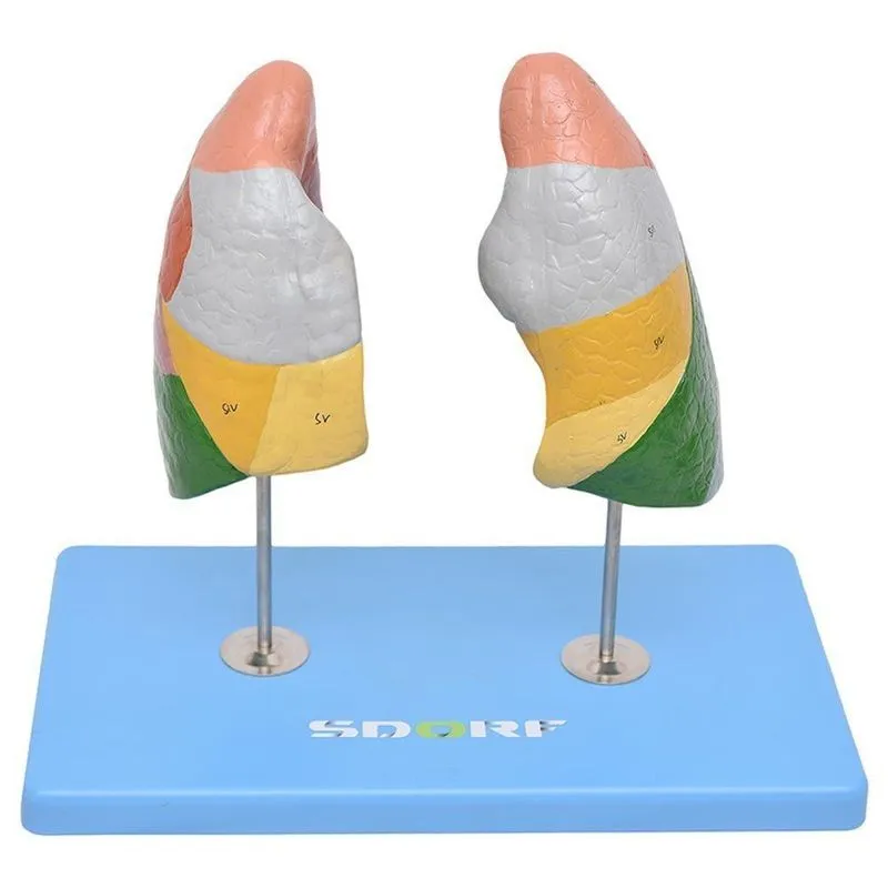Pulmão Segmentado Humano em Cores Modelo Anatomia