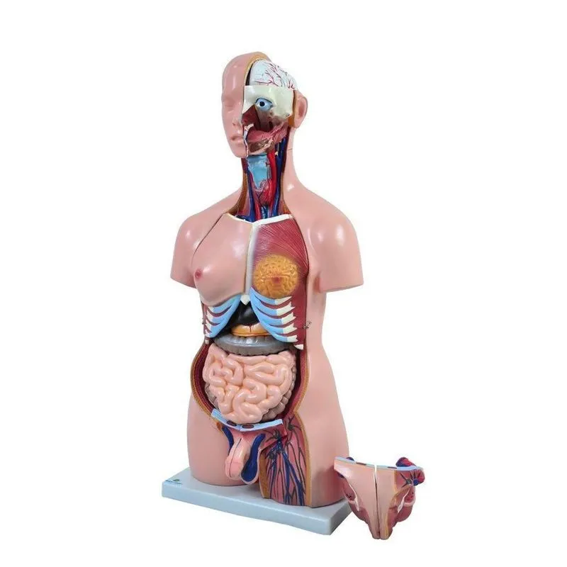 Torso Humano Bissexual C/abertura Nas Costas De 85 Cm C/24