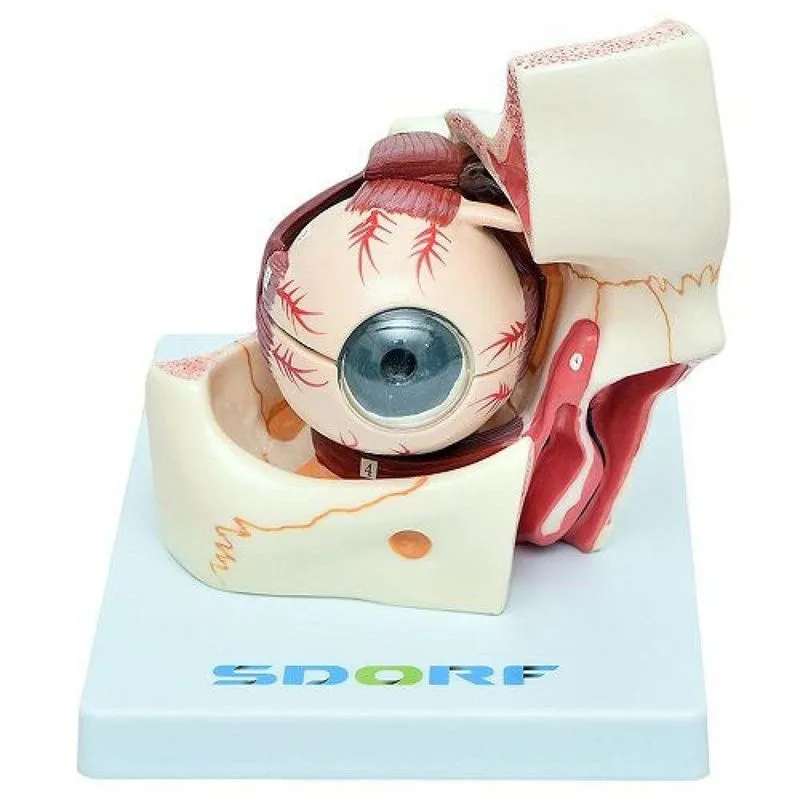Olho Em Órbita Em 10 Pts, Anatomia