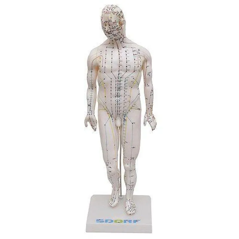 Manequim Acupuntura Masculino 50 Cm