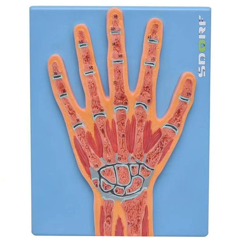 Secção Mediana da Articulação da Mão Anatomia
