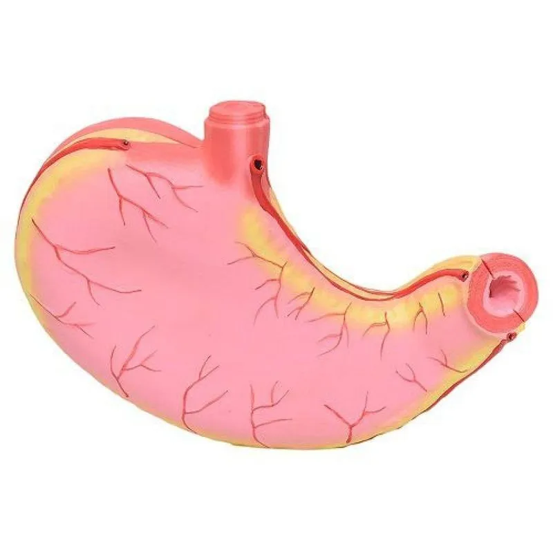 Estômago Ampliado Em 2 Pts Modelo Anatomia