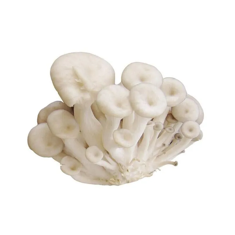 Cogumelo Shimeji Branco SÍTIO PURA VIDA 200g
