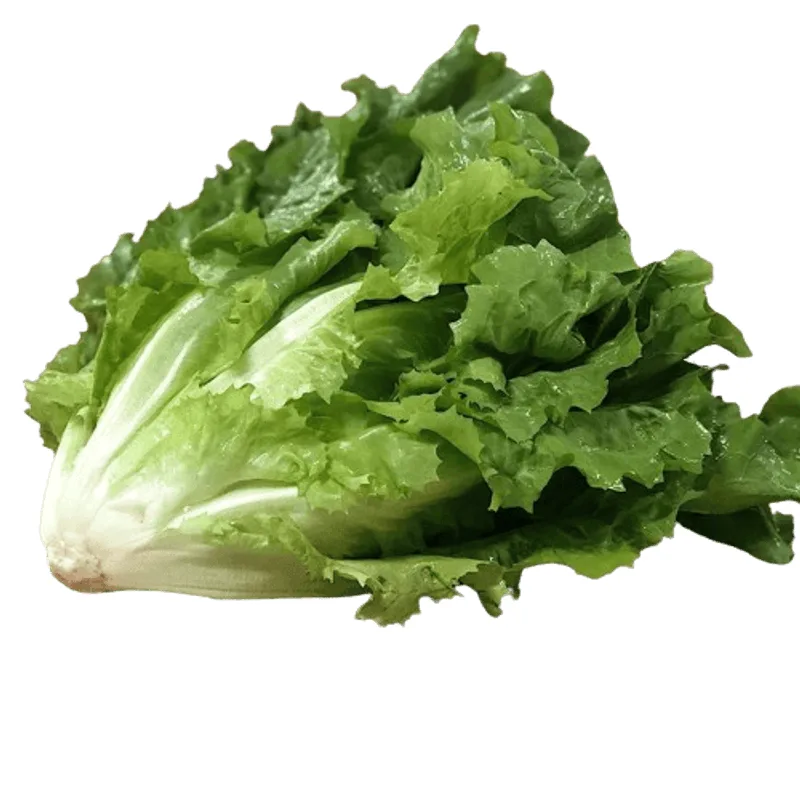 Escarola Orgânica