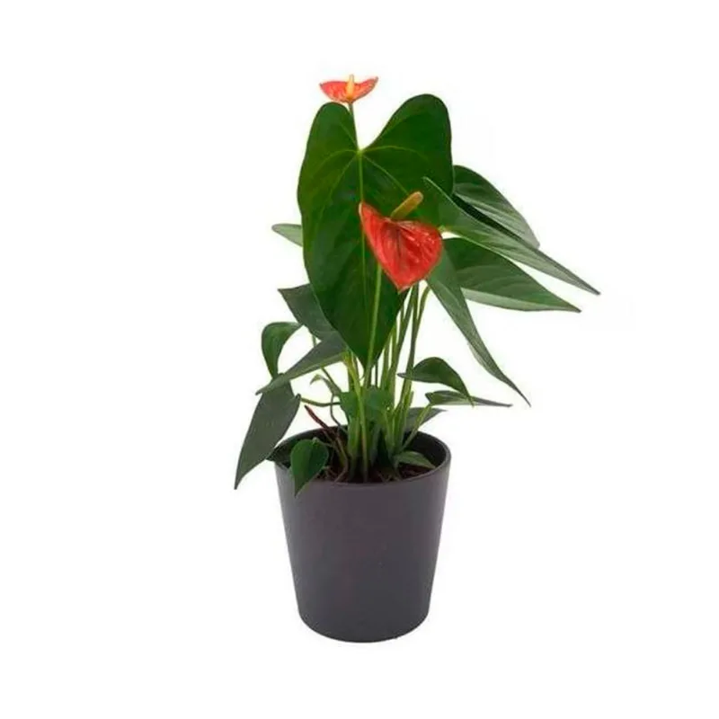 Planta Floral Sef 30 Cm