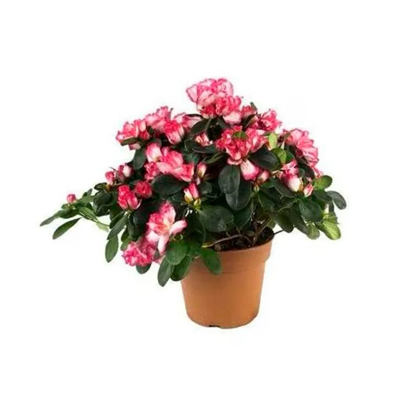 Planta Petit Floral Sef 15 Cm