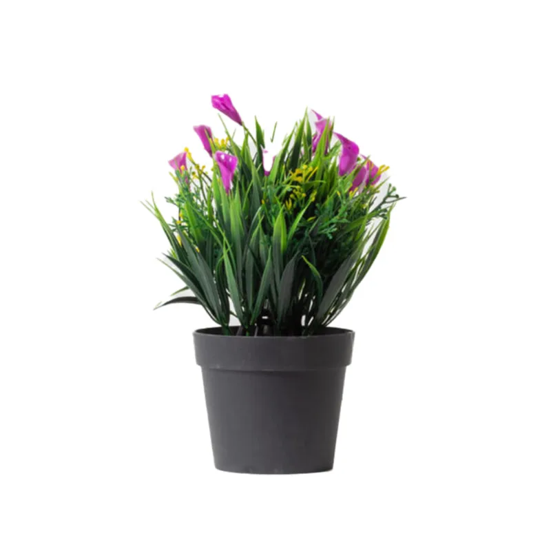 Planta Campanilla Violeta S/mx1
