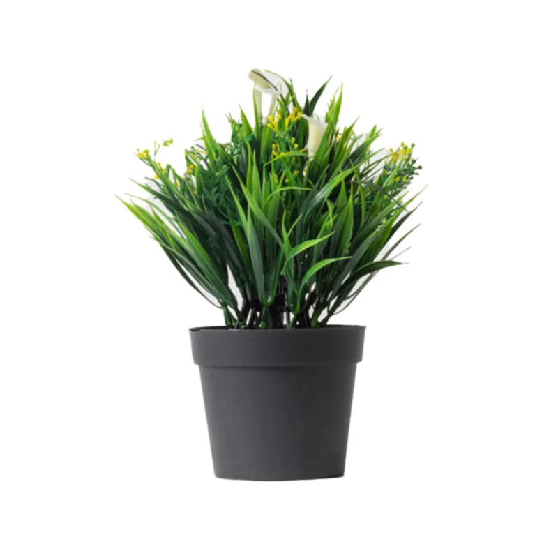 Planta Campanilla Blanco S/mx1