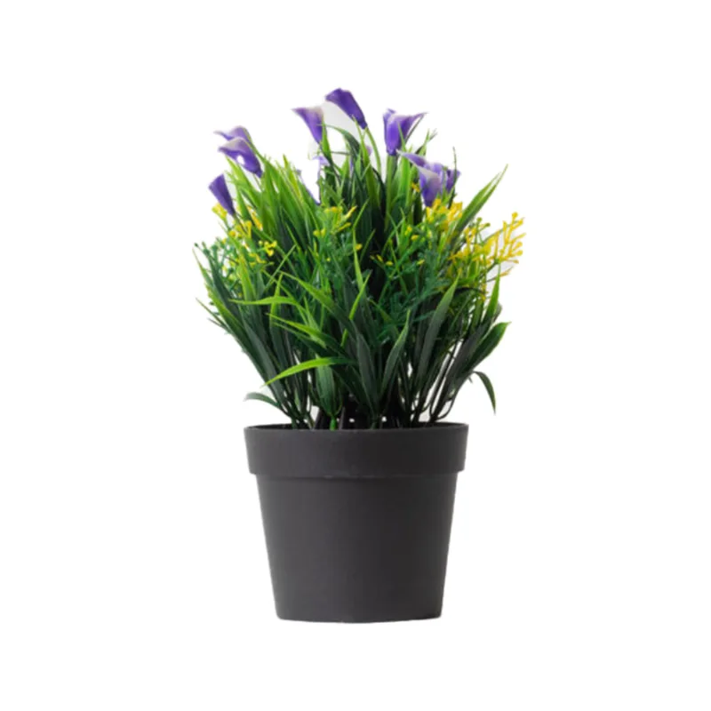 Planta Campanilla Azul S/mx1