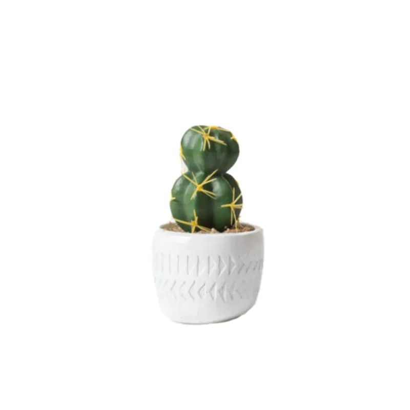 Plantín Cactus 3 S/mx1