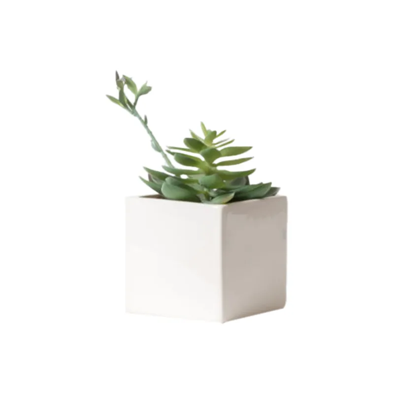 Planta Suculenta 2 S/mx1