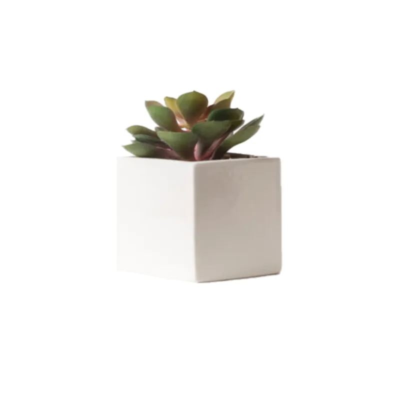 Planta Suculenta 5 S/mx1
