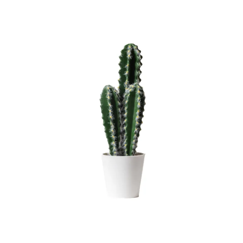 Planta Cactus 4 S/mx1