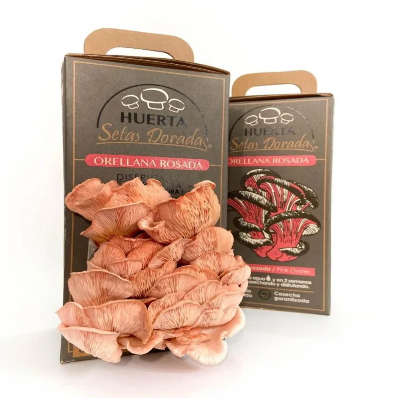 Kit Cultivo Orellana Rosada 600 gr