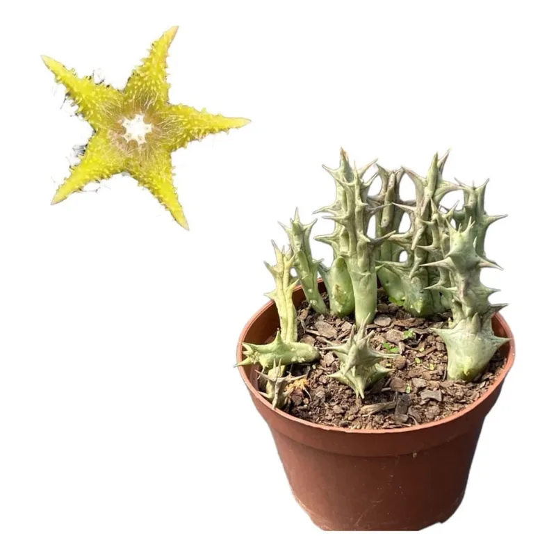 Suculenta Stapelia Orbea Flor Amarela Planta De Coleção Rara