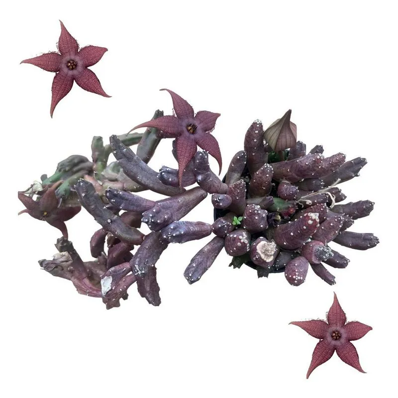 Suculenta Stapelia Schinzii Var. Angolensis Promoção Cactos