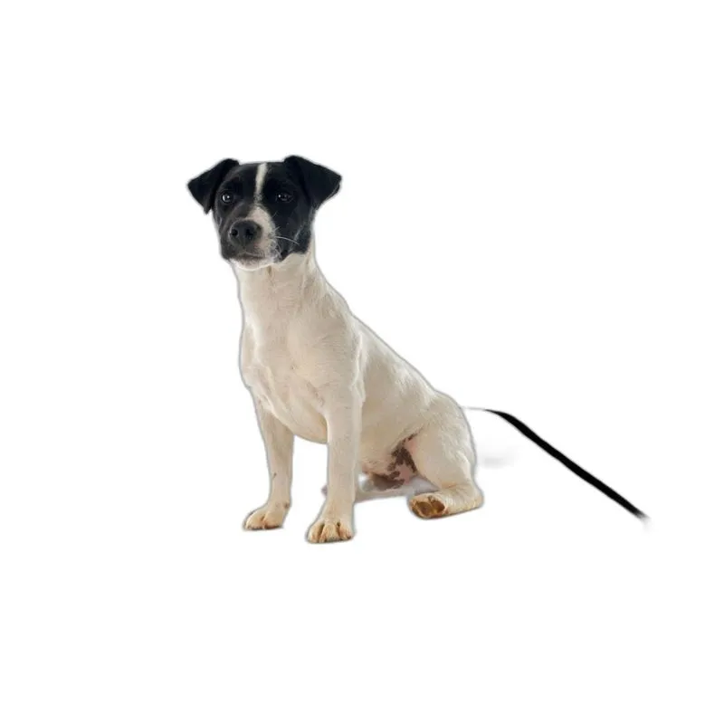 Tapete Pet Lavável Prático Em Oferta 1 Un P 50x60cm