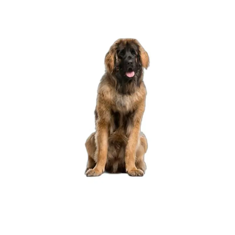 Tapete Pet Lavável Educador Higiênico 1 Un G2 120x120cm