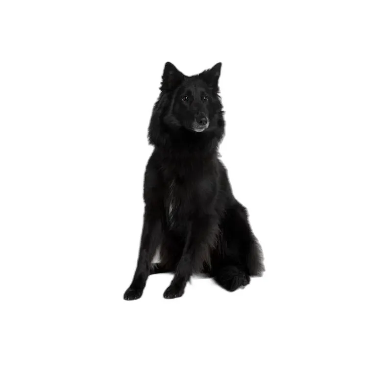 Tapete Higiênico Lavável Pet Em Oferta Kit 10un M 60x80 Cm