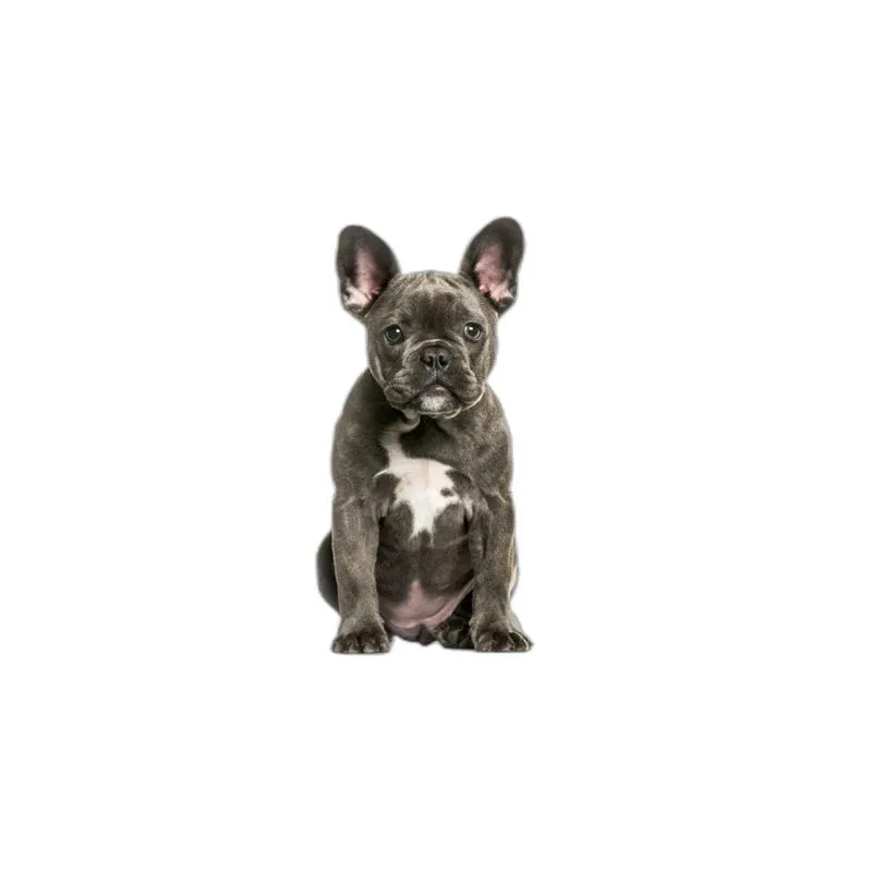 Tapete Canino Lavável Pet Em Oferta 4un P 50x60cm